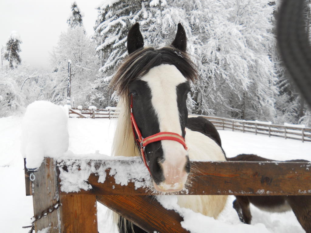 Gaestehaus Gapp Wildermieming Bagian luar foto